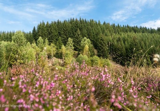 Heidelandschaft im Schwarzwassertal