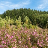 Heidelandschaft im Schwarzwassertal