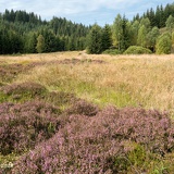 Heidelandschaft im Schwarzwassertal
