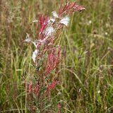 Heidelandschaft im Schwarzwassertal