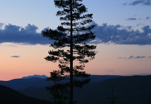 Fichte, Mittsommernacht Norwegen