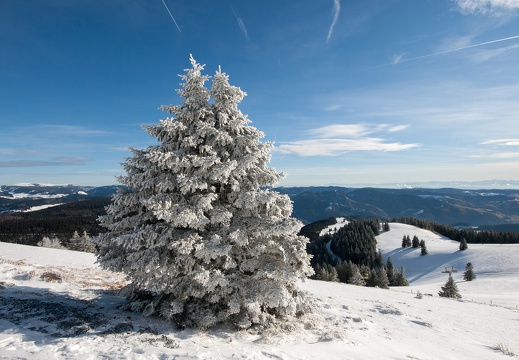 Fichte, Schwarzwald