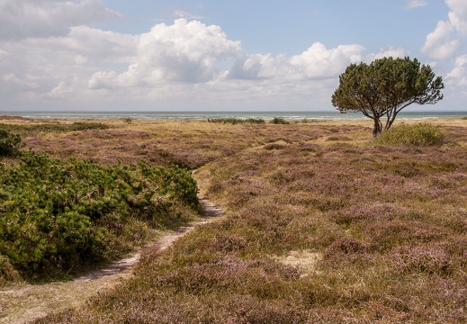 Windflüchter, Insel Laesö, Dänemark