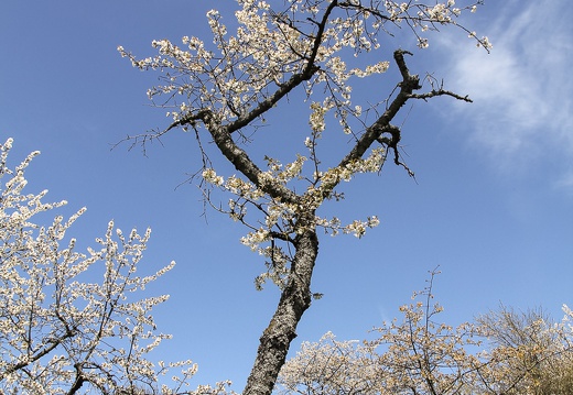 Kirsche, Franken