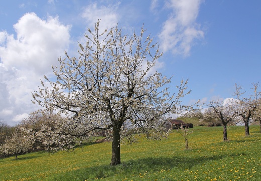 Apfel, Franken