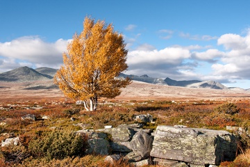 Allein stehende Birke, Rondane, Norwegen