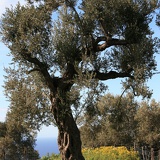 Olivenbaum, Mallorca