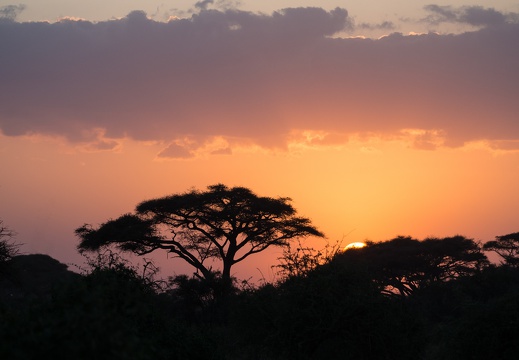 Akazie, Kenia