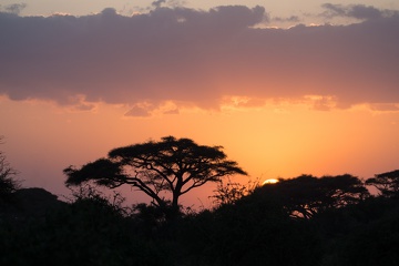 Akazie, Kenia