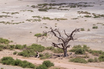 Kenia, Amboseli