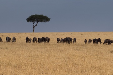 Tsavo NP, Kenia