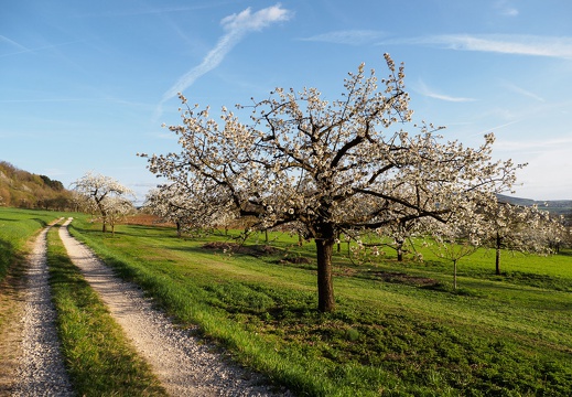 Birnbaum, Franken