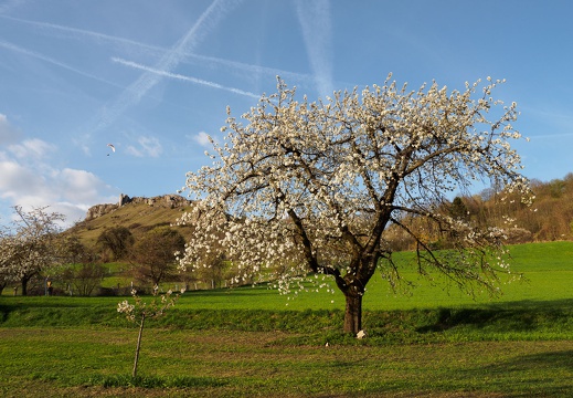 Kirsche, Franken