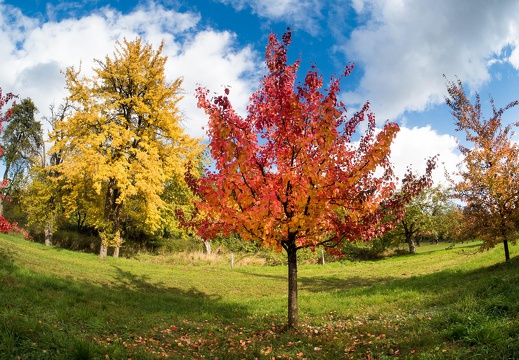 Kirsche im Herbst, Franken