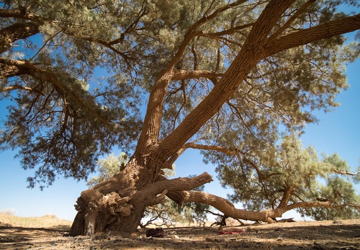 Riesige Akazie am Rand der Sahara