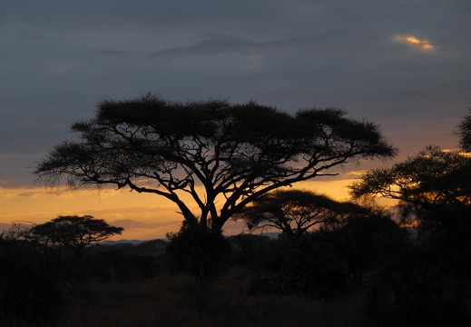 Akazie, Kenia