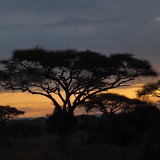 Akazie, Kenia