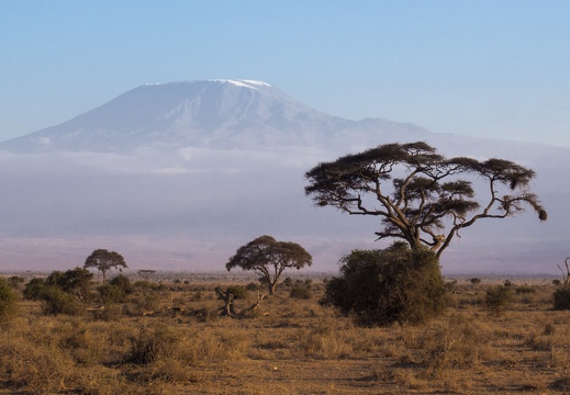 Akazie mit Kilimanjaro