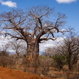 Affenbrotbaum, Kenia