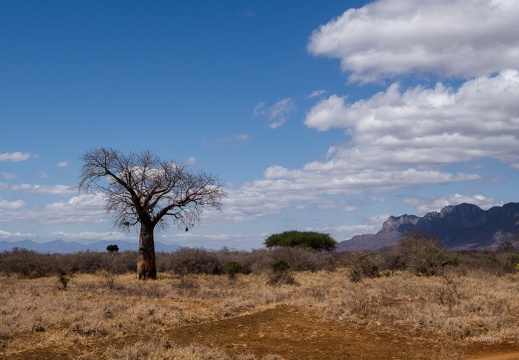 Affenbrotbaum, Kenia