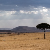 Lonely tree, Masai Mara