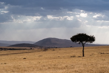 Lonely tree, Masai Mara