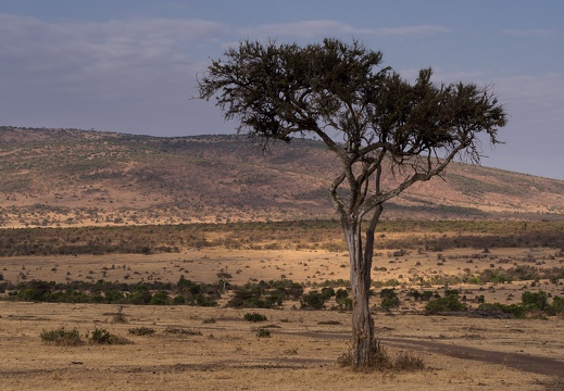 Lonely tree, Masai mara