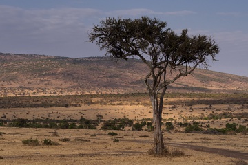 Lonely tree, Masai mara