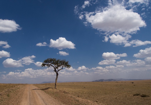 Lonely tree, Masai Mara