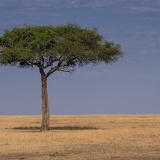 Lonely tree, Tansania