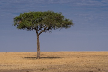 Lonely tree, Tansania