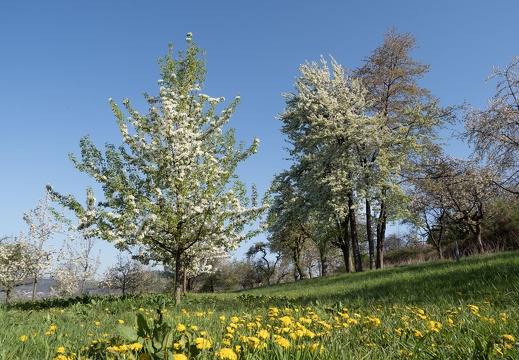 Obstwiese in Franken