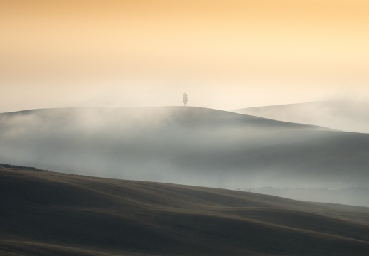 Lonely tree, Toscana