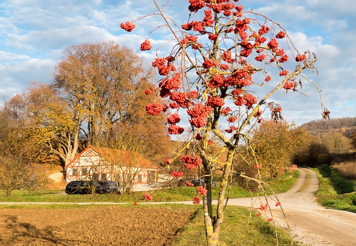 Eberesche, Franken