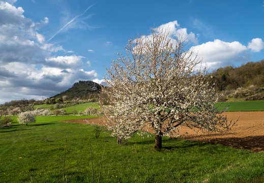 Kirschbaum am Rodenstein