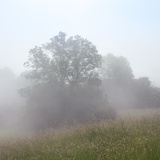 Nebel-Esche