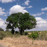 Tsavo NP, Kenia