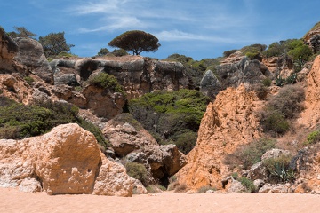 Pinie, Algarve