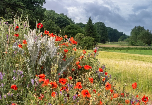 Möhrendorf 053