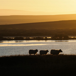 Island - Myvatn und der Norden