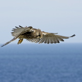 C1000 B Lulworth CoveOM1I3663 ON1