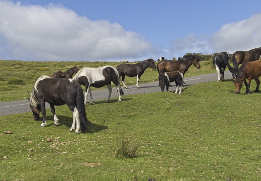 C1000 G Dartmoor 25