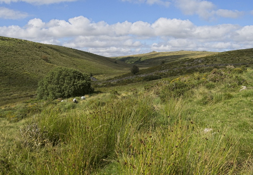 C1000 G Dartmoor 29