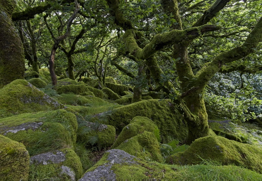 C1000 G Dartmoor 30