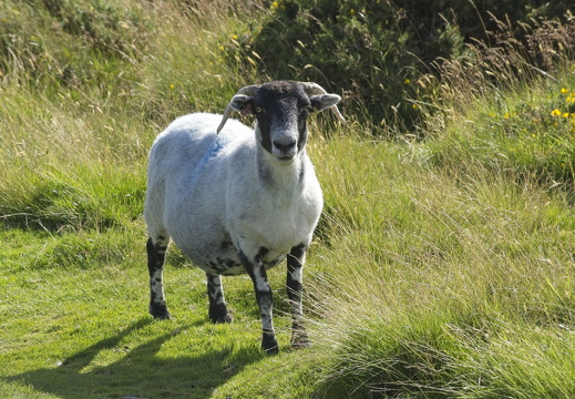 C1000 G Dartmoor 40