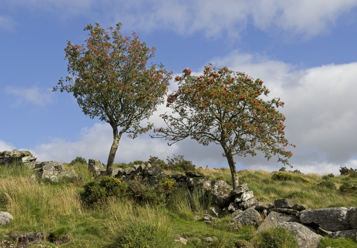 C1000 G Dartmoor 41