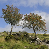 C1000 G Dartmoor 41