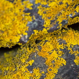 C1000 I Lizard peninsulal 81