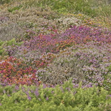 C1000 I Lizard peninsulal 86