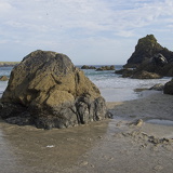 C1000 I Lizard peninsulal 89